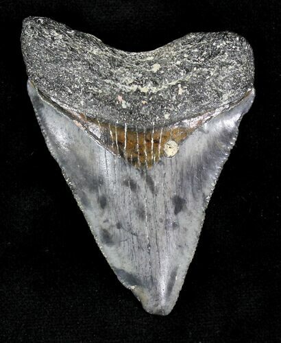 Bargain Juvenile Megalodon Tooth - Florida #21171